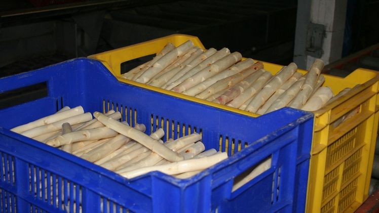 Früher Saisonstart bei Spargel. Bild: GABOT.