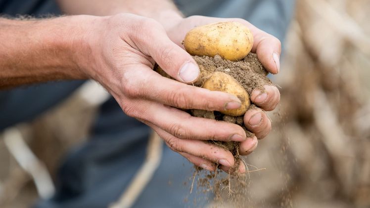 EUROPLANT gehört zu den weltweit wichtigsten Anbietern von Pflanzkartoffeln innovativer Sorten. Bild: EUROPLANT.