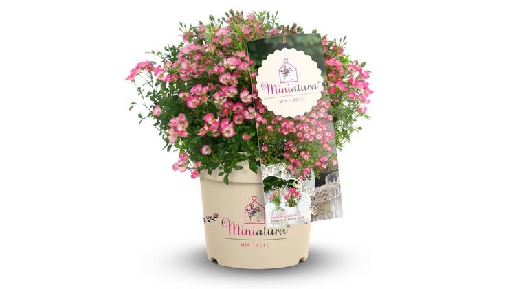 Die neue Mini-Rose: Miniatura®. Bild: Heinje.