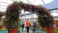 Schlestein: Vater und Tochter sind stolz auf die Auszeichnung. Die Fuchsien der Gärtnerei Schlestein werden auf 200 qm Hallenfläche präsentiert. 