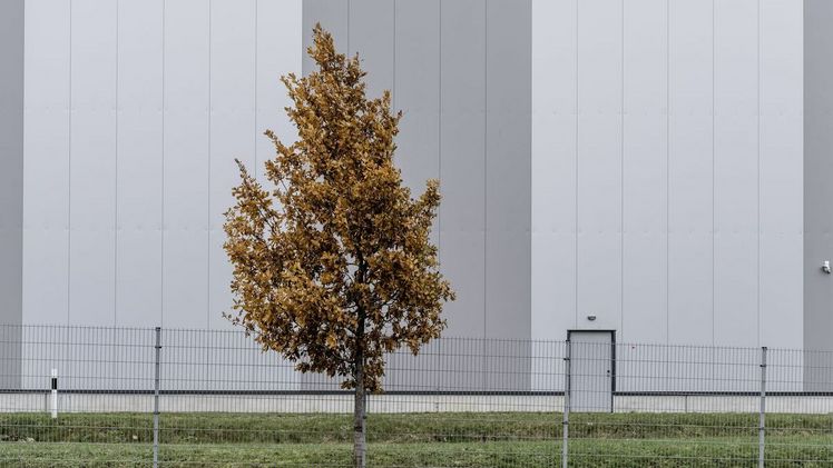 Hitze und Trockenheit gefährden die heimischen Gehölze. Bild: BdB/ Graf Luckner.