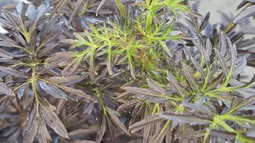 Sambucus nigra 'Laced up'. Bild: GABOT. 