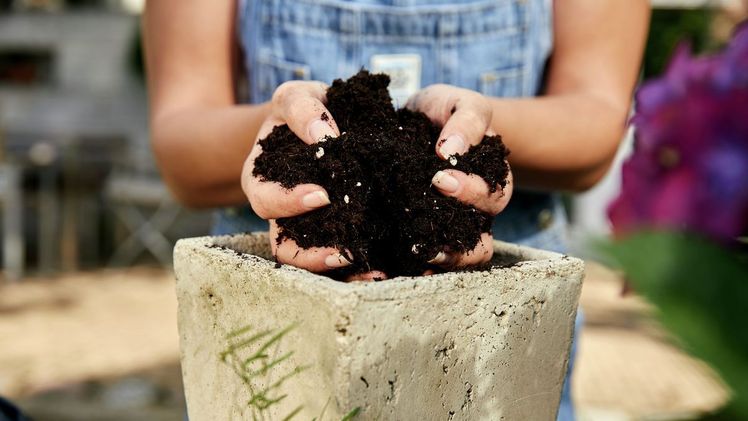 Langfristig will COMPO Torfanteil in Blumenerden bis zum Jahr 2030 auf 30% reduzieren. Bild: COMPO GmbH.