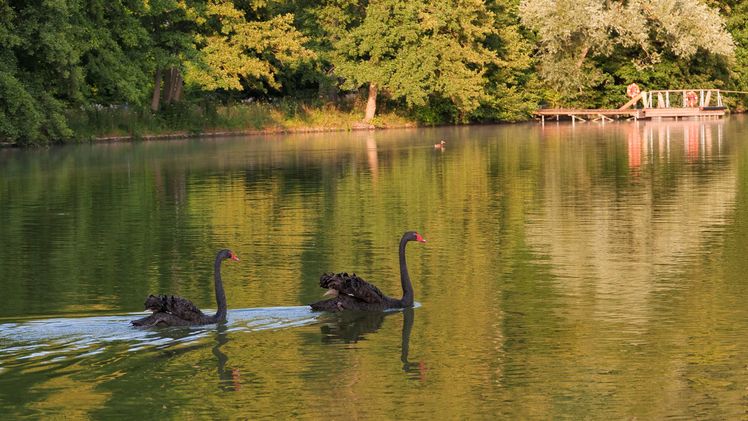 Die neuen Stars auf dem LAGA-Gelände: die Trauerschwäne Victoria und Albert. Bild: LAGA Bad Gandersheim.
