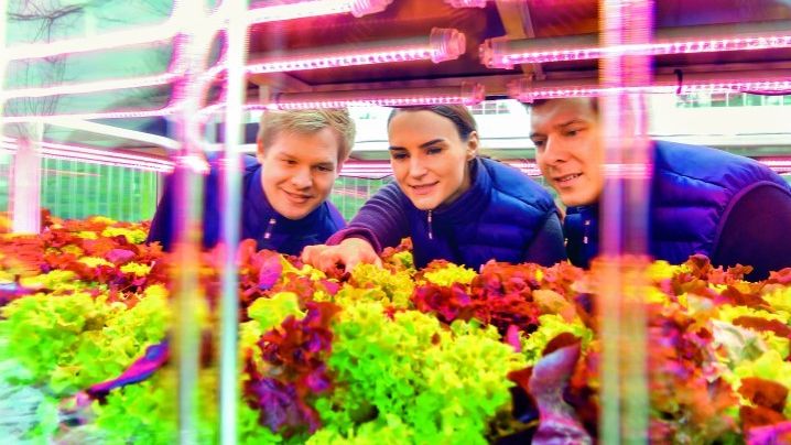 Dr. Stefanie Wegener (m.) prüft mit ihren beiden Kollegen, wie sich der Pflücksalat im Aquaponic-Container entwickelt hat. Bild: Harry Soremski, K+S.