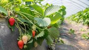 Unabhängiger von Witterungseinflüssen: Im Folientunnel eines Anbaubetriebes in der Region Hannover wachsen Erdbeeren heran. Bild: Ehrecke/Landwirtschaftskammer Niedersachsen.