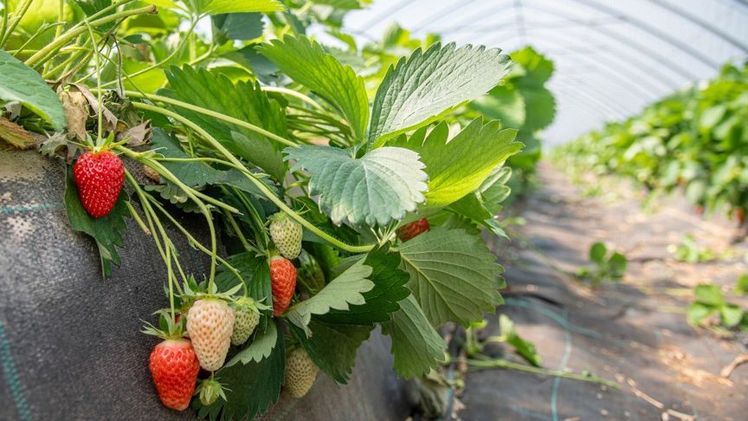 Unabhängiger von Witterungseinflüssen: Im Folientunnel eines Anbaubetriebes in der Region Hannover wachsen Erdbeeren heran. Bild: Ehrecke/Landwirtschaftskammer Niedersachsen.
