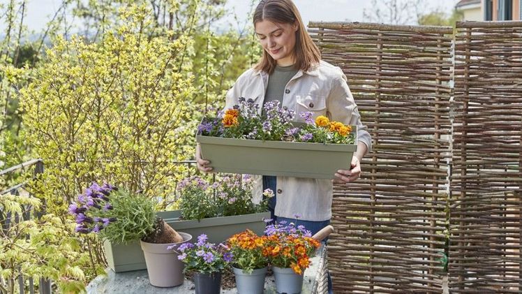 Schöne Blüten mit Mehrwert: Das Angebot an bienenfreundlichen Gewächsen für den Balkon ist groß. Jetzt ist Pflanzzeit für Sommerblumen aus deutschen Gärtnereien. Bild: GMH/FGJ.