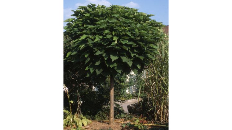 Der Kugel-Trompetenbaum ‚Nana‘ (Catalpa) ist ein rundlicher Kleinbaum, der maximal fünf Meter hoch wird und damit auch für kleine Gärten gut geeignet ist. Die großen, herzförmigen Blätter in frischem Grün geben ihm ein besonderes Aussehen. Bild: GMH/GBV.