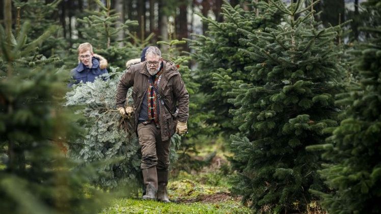Selbst in der Kultur den Weihnachtsbaum auszusuchen und abzusägen liegt weiterhin im Trend. Verbunden mit einer kleinen Bewirtung, wird für Familien ein Weihnachtsbrauch daraus. Bild: Lena Ullrich.