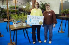 Bronze: Syringa „Smnsdtp” (Proven Winners® Baby Kim (PBR)) - Willy De Nolf. Bild: © FLORALL. 