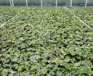 Efeu Hedera Stecklinge in bunt und grün 