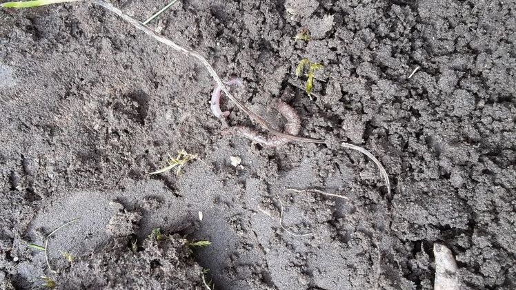 Zwei neue Regenwurmarten entdeckt. Symbolbild: GABOT.