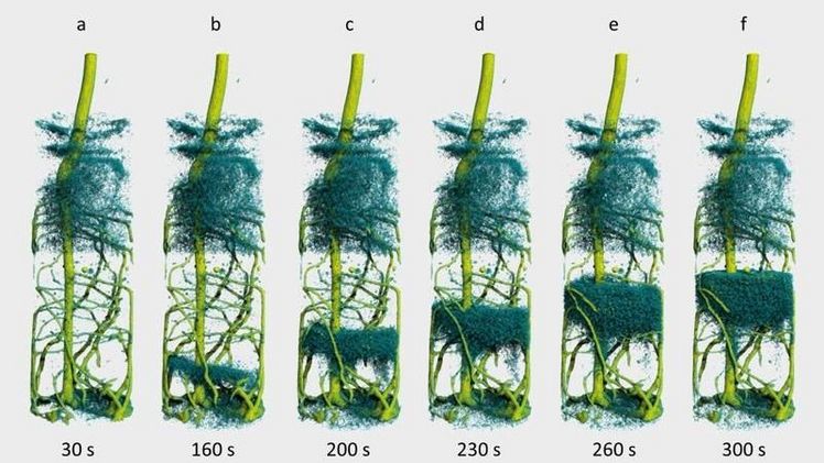 Zeitaufgelöste Tomographie einer Lupinenwurze. Bild: Universität Potsdam  Zeitaufgelöste Tomographie einer Lupinenwurze. Bild: Universität Potsdam