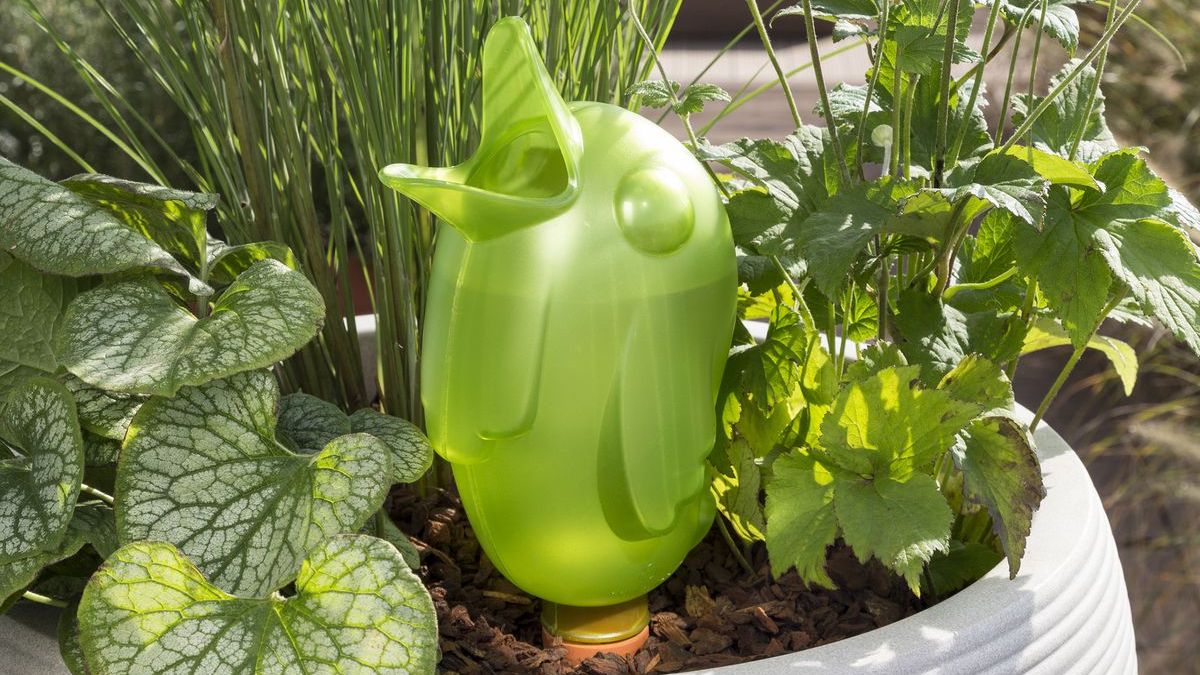 Scheurich Dispenser d'acqua Bördy M | Set di 4 Viola/Verde