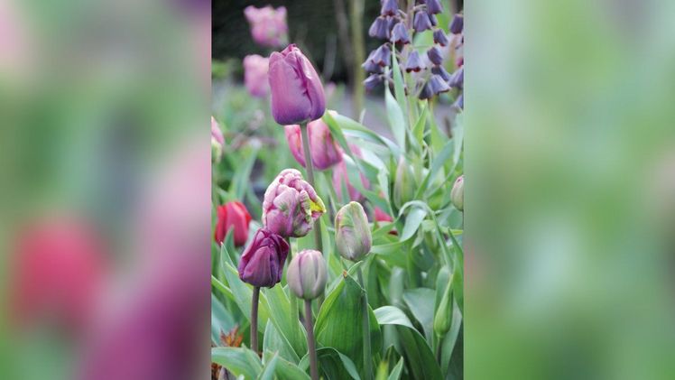 Tulpenzwiebeln mögen es kälter und sollten erst gepflanzt werden, wenn die Blätter von den Bäumen fallen. Bild: fluwel.de.