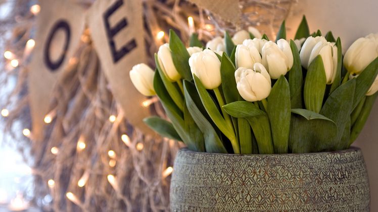 Tulpen sind eine schöne Idee für die Advents- und Weihnachtszeit. Gerade, wenn es draußen in der Natur eher trist und grau ist, begeistern die Frühlingsboten. Bild: TPN/ibulb.