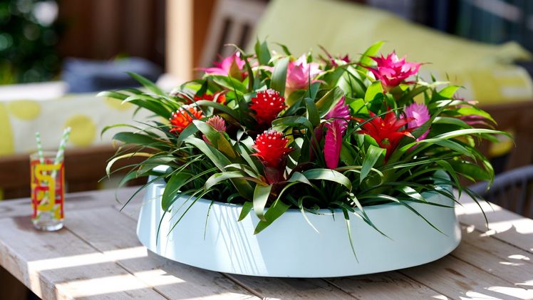 Bromelie Guzmania & Tillandsia. Bild: Bromelia.info.