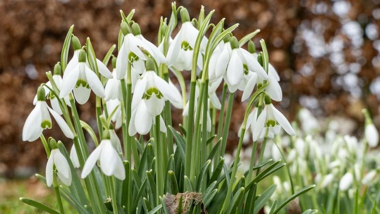 Galanthus wurde zur Blumenzwiebel des Jahres 2025 gekürt. Bild: iBulb. Galanthus wurde zur Blumenzwiebel des Jahres 2025 gekürt. Bild: iBulb.