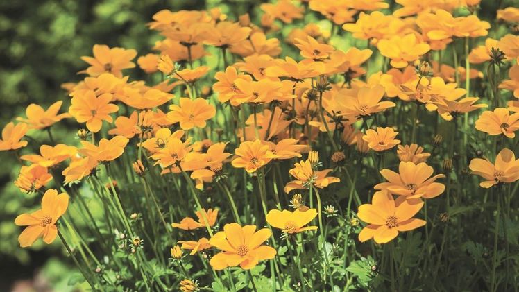 Bidens „Golden Empire“ strahlte sich in die Herzen der Berliner und Brandenburger Gärtner und wurde zur „Pflanze des Jahres 2019“ gewählt. Weil die blühende Pflanze eine reichhaltige Nahrungsquelle für Insekten ist, trägt sie auch den Namen „Hummelkönig“. Bild: GMH/Florensis.