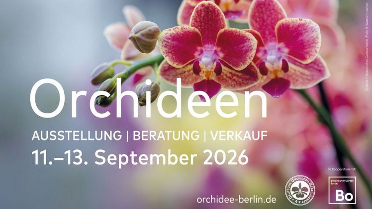 Orchideenschau 2026 im Botanischen Garten Berlin. Bild: © Botanischer Garten Berlin, B. Wannenmacher.