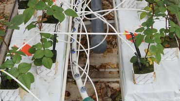 Bei der Bewässerung geht nichts verloren, überschüssiges Wasser wird aufgefangen und wiederverwendet. Bild: GABOT.