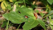 Der Japankäfer befällt über 400 Wirtspflanzen und besitzt dadurch ein erhebliches Schadpotenzial. Foto: Florian Stahl, LWF.