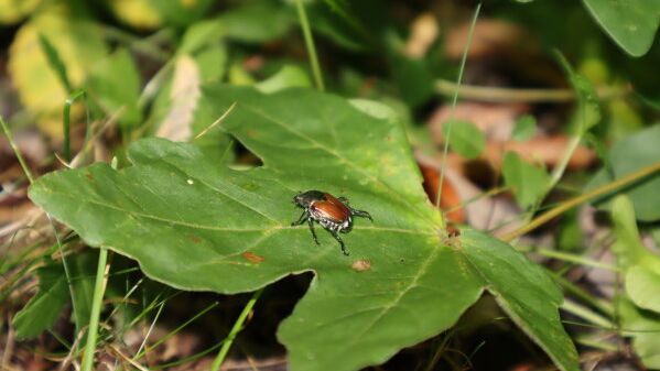 Der Japankäfer befällt über 400 Wirtspflanzen und besitzt dadurch ein erhebliches Schadpotenzial. Foto: Florian Stahl, LWF.