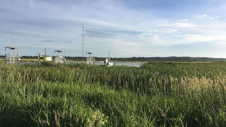 Nordostdeutschland, das nach 12 Jahren Wiedervernässung hauptsächlich von Typha latifolia besiedelt wurde. Es ist mit einem automatisierten Kammersystem zur Messung der Treibhausgasflüsse ausgestattet. Bild: Dominik Zak.