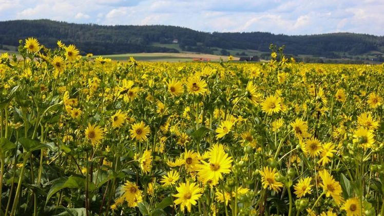 Damit sich ein guter Silphie-Bestand entwickeln kann, ist in den ersten Jahren nach der Etablierung die Bestandspflege sehr wichtig. Bild: TFZ.