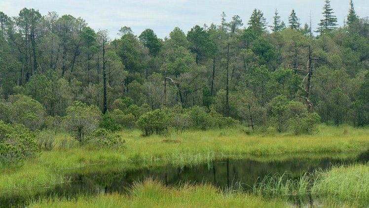 Auch gerade für das weitgehend offene Moorzentrum bietet der strukturreiche Moorwald einen wichtigen klimatischen und hydrologischen Puffer. Bild: Boris Mittermeier.