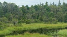 Auch gerade für das weitgehend offene Moorzentrum bietet der strukturreiche Moorwald einen wichtigen klimatischen und hydrologischen Puffer. Bild: Boris Mittermeier.