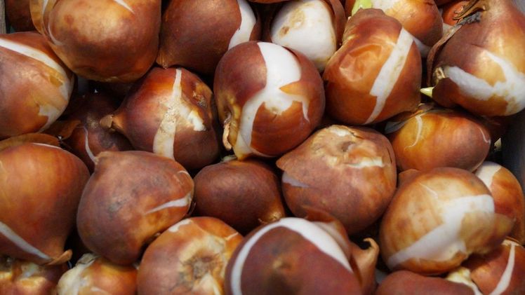 Im vergangenen Herbst pflanzten die Schüler mehr als 1 Million Blumenzwiebeln. Bild: GABOT.