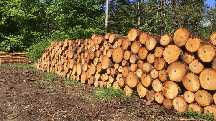 Eine pauschale Abqualifizierung von primärer holzartiger Biomasse - also direkt aus Wäldern stammende Biomasse - als Rohstoff zweiter Klasse führt dazu, dass diese Biomasse als erneuerbare Energie zukünftig wegfallen würde. Bild: Landvolk.