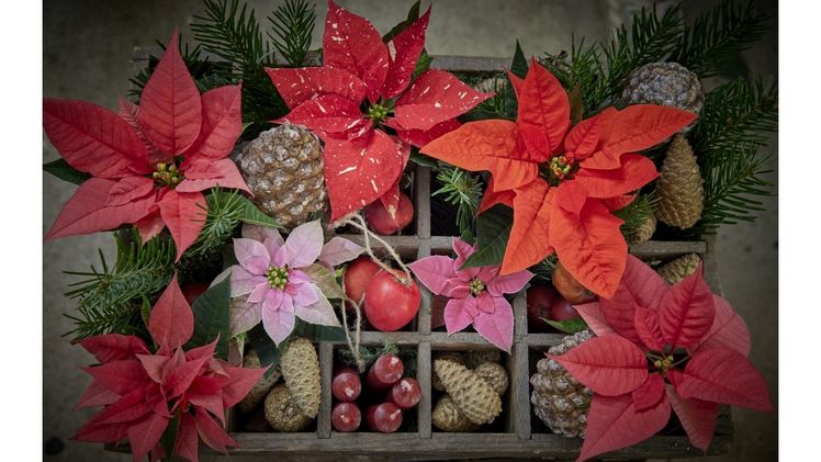 Stars for Europe (SfE) ist die Marketinginitiative der europäischen Weihnachtssternzüchter DümmenOrange, Selecta One, Beekenkamp und Syngenta Flowers. Bild: Stars for Europe.