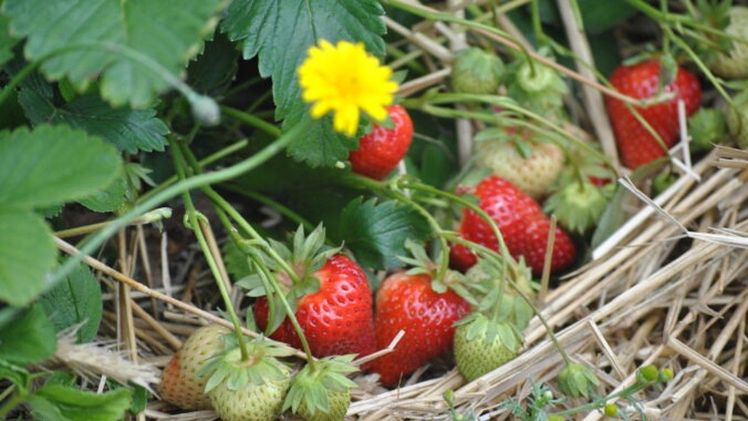 Die Erdbeerernte aus dem Freiland ist in Niedersachsen in vollem Gang. Bild: Vereinigung der Spargel- und Beerenanbauer.