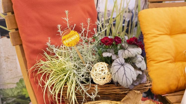 Autumn Friends fasst die große Vielfalt an Farben und Formen der Blatt- und Grünpflanzen und blühenden Herbstpflanzen zusammen. Bild: Selecta one.