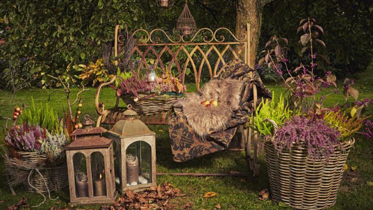 Death Metall für Heidefans: Rostrot verträgt sich ausgezeichnet mit den changierenden Farben der Callunen. Bild: Azerca.