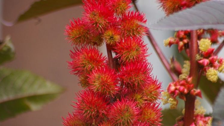 Der Rizinus (Ricinus communis) ist die "Giftpflanze des Jahres 2018". Bild: Helge Masch.