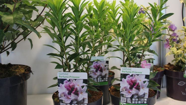 GOLD für DAPHNE ‘Perfume Princess’. Bild: VLAM.