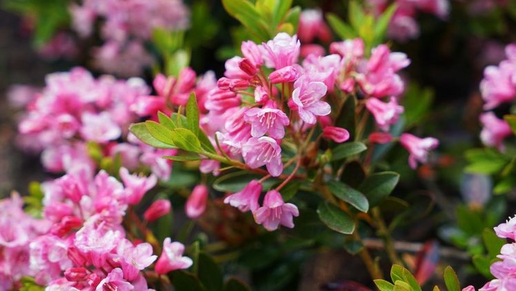 Bloombux: Immergrün, schnittverträglich und im Sommer blütenreich. Bild: INKARHO. 