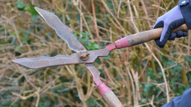 Das Gehölzschnittverbot gilt für Bäume, Hecken, Gebüsche und andere Gehölze, die etwa am Rand von Äckern in freier Landschaft stehen. Bild: Ehrecke/Landwirtschaftskammer Niedersachsen.