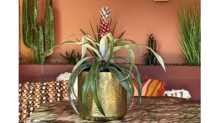 Urlaubsfeeling mit pinker Zierananas. Bild: @thuis.bij.eef for bromelia.info.