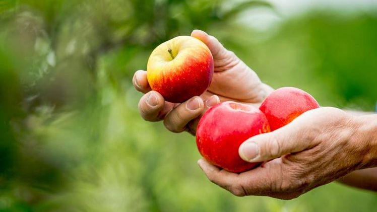 Die ersten Äpfel der Sorte 'Deichperle' der Hochschule Osnabrück sind nun auf Wochenmärkten, in Hofläden und einigen Supermarkt-Filialen in Norddeutschland erhältlich. Bild: Hochschule Osnabrück.