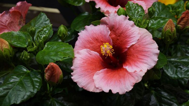 Der Bundestag hat sich am Donnerstag, 23. Juni 2022, mit dem Antrag der CDU/CSU-Fraktion "Landwirtschaftliche Produktion zukunftsfähig gestalten - Innovationsrahmen für neue genomische Techniken schaffen" (20/2342) beraten. Bild: GABOT.