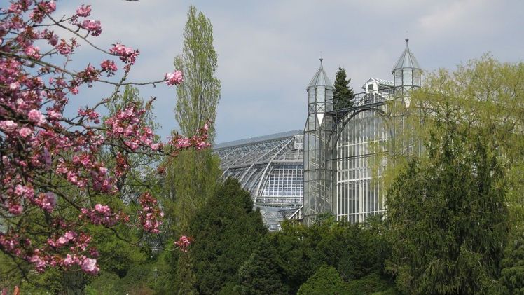 Blick auf das Mittelmeergewächshaus und Große Tropenhaus mit blühenden Zierkirschen und Schlüsselblumen. Bild: © G. Hohlstein, Botanischer Garten und Botanisches Museum Berlin.