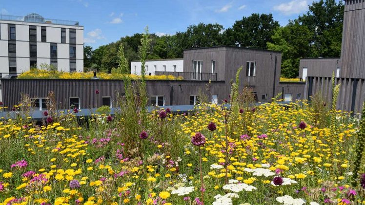 Dreifacher Nutzen: Artenreiche Extensivbegrünungen fördern die Biodiversität, speichern Regenwasser und sorgen für natürliche Kühlung. Bild: Bundesverband GebäudeGrün e.V.