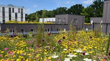 Dreifacher Nutzen: Artenreiche Extensivbegrünungen fördern die Biodiversität, speichern Regenwasser und sorgen für natürliche Kühlung. Bild: Bundesverband GebäudeGrün e.V.