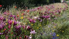 Ein wahres Blütenmeer in Remseck am Neckar. Bild: Verver Export.