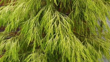 Chamaecyparis lawsoniana 'Karaca'